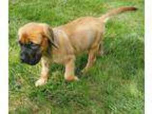 Mastiff Puppy for sale in Arthur, IL, USA