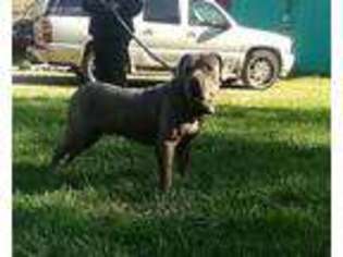 Cane Corso Puppy for sale in Olmsted Falls, OH, USA