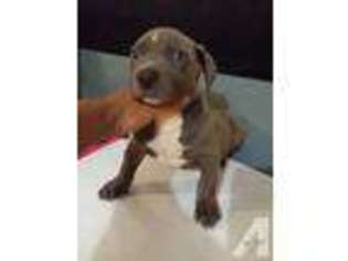 American Pit Bull Terrier Puppy for sale in MANTECA, CA, USA