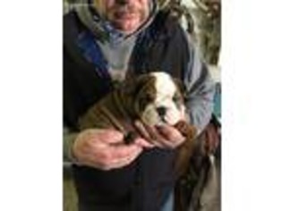 Bulldog Puppy for sale in Bismarck, ND, USA