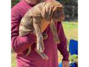 Neapolitan Mastiff Puppy for sale in Hiram, GA, USA