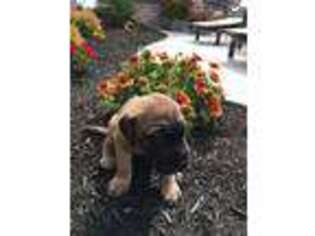 Great Dane Puppy for sale in Coldwater, OH, USA