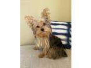 Yorkshire Terrier Puppy for sale in Murphys, CA, USA