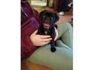 Pug Puppy for sale in Akron, CO, USA