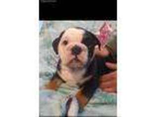 Bulldog Puppy for sale in Warrenton, MO, USA