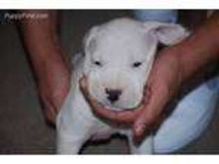 Dogo Argentino Puppy for sale in Pittsburgh, PA, USA