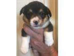 Pembroke Welsh Corgi Puppy for sale in Gretna, NE, USA
