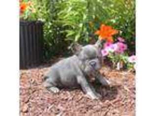 French Bulldog Puppy for sale in Grabill, IN, USA