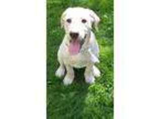 Labrador Retriever Puppy for sale in Roseville, CA, USA