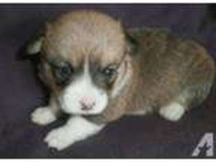 Pembroke Welsh Corgi Puppy for sale in SARDINIA, OH, USA