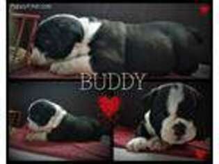 Bulldog Puppy for sale in Mohnton, PA, USA