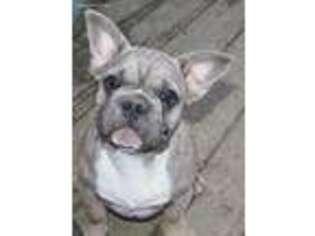 French Bulldog Puppy for sale in Roseville, OH, USA
