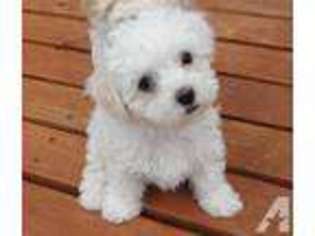 Bolognese Puppy for sale in CEDAREDGE, CO, USA