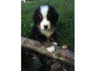 Mutt Puppy for sale in Twinsburg, OH, USA
