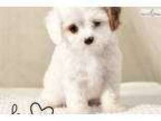 Cavachon Puppy for sale in Houston, TX, USA