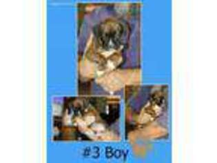 Boxer Puppy for sale in Molalla, OR, USA