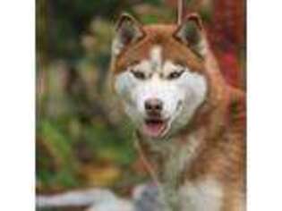 Siberian Husky Puppy for sale in Manhattan, NY, USA