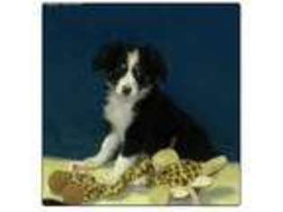 Miniature Australian Shepherd Puppy for sale in Iron, MN, USA