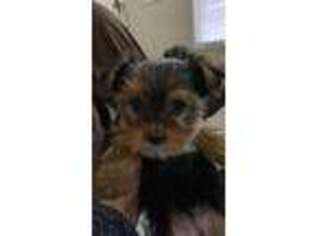 Yorkshire Terrier Puppy for sale in Chillicothe, OH, USA
