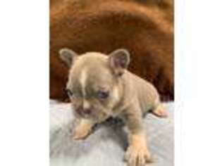 French Bulldog Puppy for sale in Anthony, NM, USA