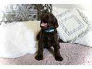 Labradoodle Puppy for sale in Rudy, AR, USA