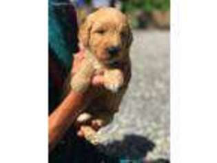 Goldendoodle Puppy for sale in Monterey, TN, USA