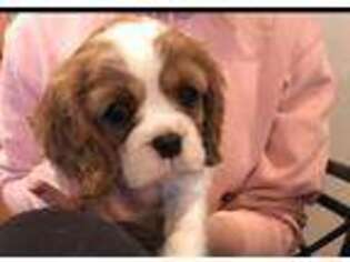 Cavalier King Charles Spaniel Puppy for sale in Vancouver, WA, USA