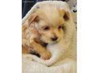 Yorkshire Terrier Puppy for sale in Fennimore, WI, USA