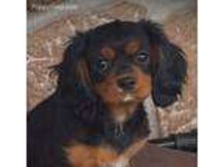 Cavalier King Charles Spaniel Puppy for sale in Scottsboro, AL, USA