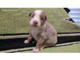 Australian Shepherd Puppy for sale in Crandall, GA, USA