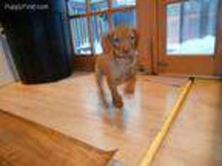 Vizsla Puppy for sale in Branchville, NJ, USA