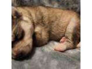 Siberian Husky Puppy for sale in Alpena, MI, USA