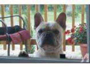 French Bulldog Puppy for sale in CENTERVILLE, TX, USA