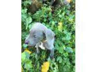 Great Dane Puppy for sale in Oregon City, OR, USA