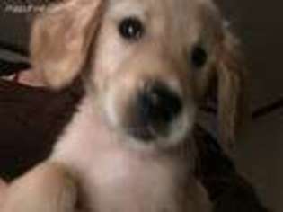 Golden Retriever Puppy for sale in Franklin, NC, USA
