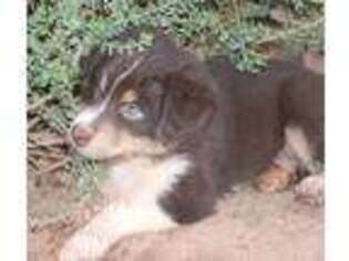 Australian Shepherd Puppy for sale in Queen Creek, AZ, USA