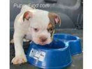 Bulldog Puppy for sale in Tulare, CA, USA