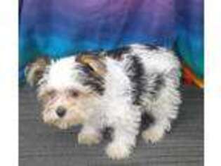 Yorkshire Terrier Puppy for sale in Burlington, NC, USA