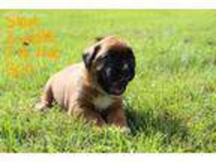 Boxer Puppy for sale in Andrews, NC, USA