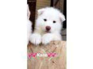 Siberian Husky Puppy for sale in Placerville, CA, USA