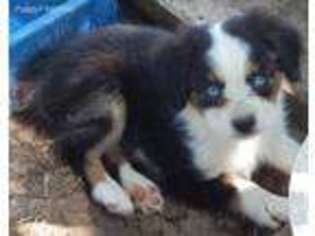 Miniature Australian Shepherd Puppy for sale in Canton, TX, USA