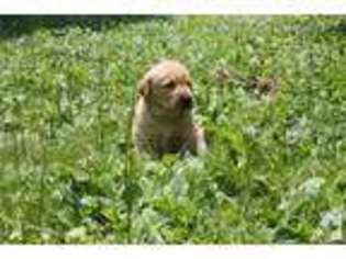 Labrador Retriever Puppy for sale in SILVER SPRING, MD, USA