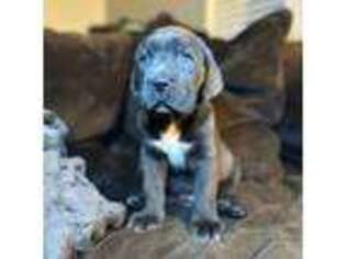 Cane Corso Puppy for sale in Sherwood, AR, USA