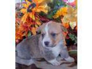 Pembroke Welsh Corgi Puppy for sale in Milton Freewater, OR, USA