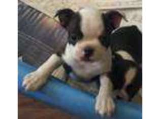 Boston Terrier Puppy for sale in Phelan, CA, USA
