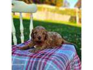 Goldendoodle Puppy for sale in Sugarcreek, OH, USA
