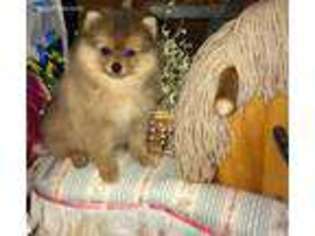 Pomeranian Puppy for sale in Leon, WV, USA