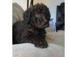 Labradoodle Puppy for sale in Carlisle, PA, USA