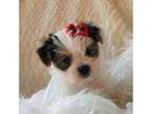 Yorkshire Terrier Puppy for sale in Manhattan, KS, USA