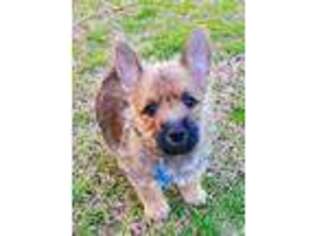 Cairn Terrier Puppy for sale in Naples, TX, USA